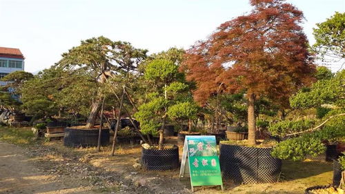 香泡樹 浙江香泡樹 嵊州市墅院景觀花木專業(yè)合作社 13357554232