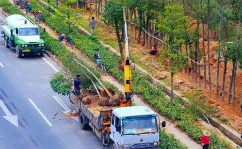 解讀園林綠化施工全過(guò)程,教你如何成為綠化行業(yè)大佬